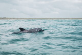 Fototapeta Morze - dolphin in the water