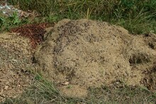  Brown Heap Of Hay From Dry Small Grass In Nature Among Green Vegetation