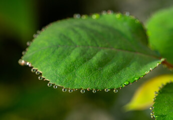 green rose leaves with dew drops closeup