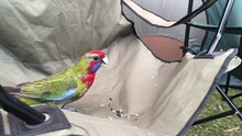 Rosella Parrot Eating Seeds On Camping Chair.