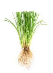 Vetiver grass or chrysopogon zizanioides isolated on white background.top view,flat lay.