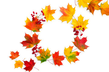 Wall Mural - frame of autumn maple leaves and red berrses viburnum on white background with space for text. top v