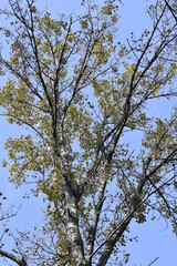 Wall Mural - the crown of trees in the city park