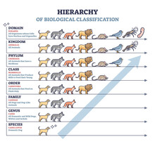 Classification Of Living Things As Biological Hierarchy Outline Diagram. Labeled Educational Scheme And Wildlife Organisms Order From Species To Domain Vector Illustration. Zoology Animal Arrangement
