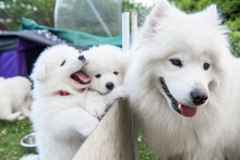 Two White Fluffy Samoyed Puppies Peeking Out From The Fence