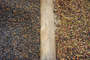 various kinds of coffee beans are dried and separated so as not to mix. the drying process of coffee