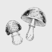 Vintage Poisonous Mushrooms Autumn Forest Mushrooms Retro Vector Hand Drawn Illustration Witchcraft Attributes Mushroom Toadstool Fly Agaric Sketch Tattu AMANITA