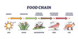 Food chain and animal classification by eating type outline diagram. Labeled educational mammals, plant or insects division by producer, primary, secondary or tertiary consumer vector illustration.