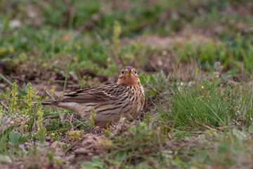 Poster - Red-throated Pipit (Anthus cervinus) feeding on grass in the grass