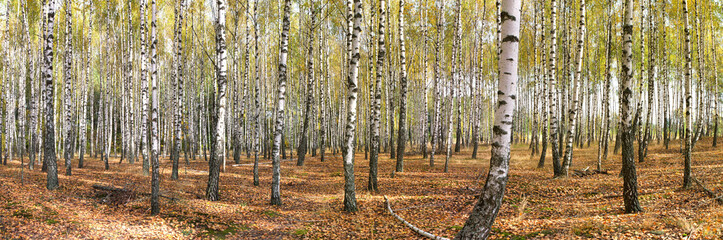 slender white trees birch grove in autumn