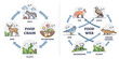 Food chain vs Food web as ecosystem feeding classification outline diagram. Labeled educational comparison with animal, plants or decomposer examples in wildlife feeding cycle vector illustration.