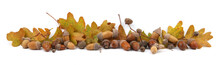 Autumn Composition Of Acorns And Oak Leaves Isolated On White Background. Border Of Dry Brown  Yellow Leaves And Acorns.