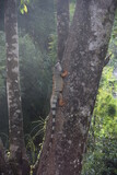 Fototapeta  - Leguan am Baum
