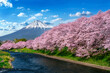 Row of Cherry blossoms and Fuji mountain in spring, Shizuoka in Japan.