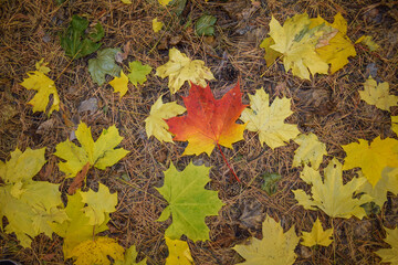 Wall Mural - On the ground covered with yellow pine needles and cones, colorful maple leaves are scattered on an autumn day