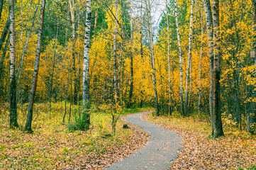 Wall Mural - a winding path in the autumn forest.