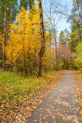 Wall Mural - a winding path in the autumn forest.