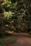 Fototapeta Nowy Jork - Single path turn in the forest