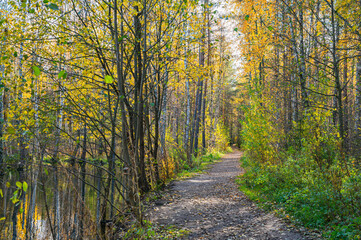 Wall Mural - a winding path in the autumn forest.