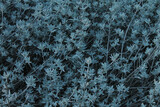 Fototapeta Nowy Jork - Blue monochromatic background of flowers and leaves