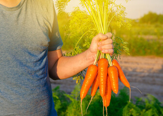 Wall Mural - Fresh freshly picked carrots in the hands of a farmer on the field. Harvested organic vegetables. Farming and agriculture. Selective focus