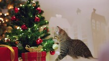 Cat Jump To Christmas Tree And Knocked Down It