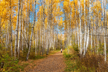 Wall Mural - avenue of autumn birches, golden foliage.