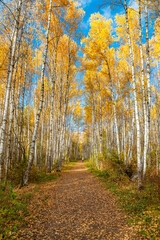 Wall Mural - avenue of autumn birches, golden foliage.
