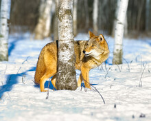 Coyote On Snow Behind Tree