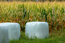 Agriculture Industry Concept, Corn In The Field With Wooden Fence And Forest, Wrapped Hay Bales With Plastic On Green Meadow, Full Grown Maize Plants In Plantation On Countryside, Netherlands.