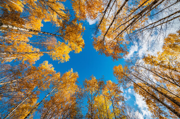 Wall Mural - bright yellow leaves on autumn birches against the blue sky.