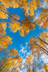 Wall Mural - bright yellow leaves on autumn birches against the blue sky.