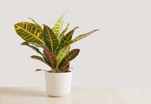 Croton Flower In A White Pot On A Wooden Table On A Gray Background