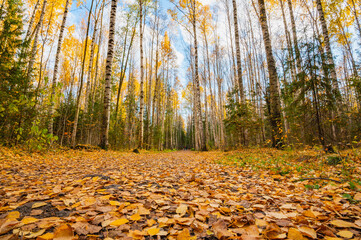 Wall Mural - avenue of autumn birches, golden foliage.