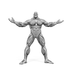 Wall Mural - bodybuilder muscle maps with arms wid open in white background