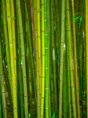  Bamboo forest in the park, green natural background.