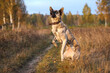 Hollandse Herder stands on the hind legs in the autumn field