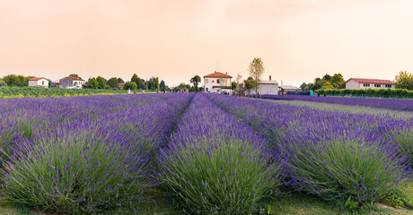 Poster - Campo lavanda