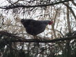 Kura na drzewie