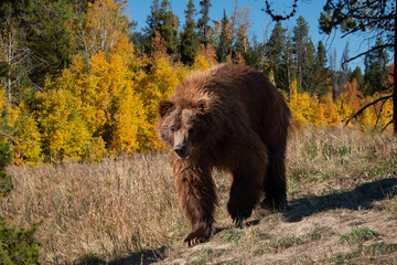 Wall Mural - grizzly bear brown bear walking through meadow with fall colors