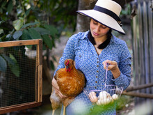 Peasant Woman In Latin America, In A Chicken Coop. Collecting Eggs From Their Chickens. Woman In The Chicken Pen Taking Eggs. Showing Her Hen And Her Eggs.