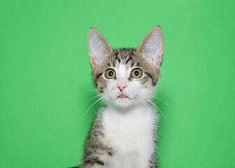 Wall Mural - Portrait of an adorable grey and white tabby kitten with tongue sticking out slightly, looking at viewer. Green background with copy space.