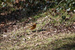 A varied thrush standing  in the middle of a clearing