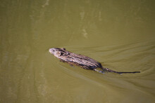 A Muskrat Swimming In A Pond
