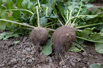 Wall Mural - Black radish in the garden. Two black radishes on the farm