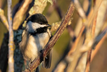 Close-Up Of Chickadee In Early Morning Light
