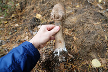 Edible Mushroom Parasol Macrolepiota Procera Umbrella In The Hand In Autumn Forest