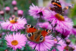 Graceful butterfly peacock eye sits on a pink aster
