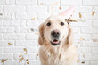 Cute dog in party hat and with falling confetti on white brick background