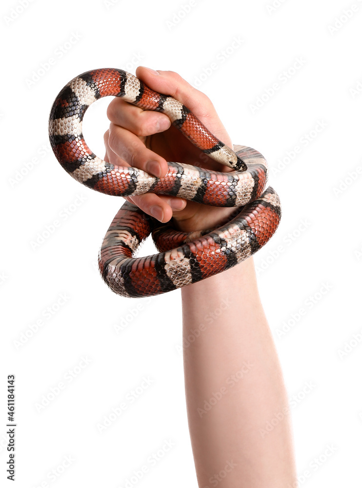Hand of owner with red king snake on white background